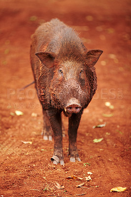 Buy stock photo Wild Thai boar looks at the camera