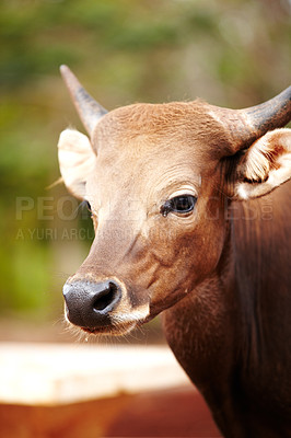 Buy stock photo Nature, animal and closeup of a cow for sustainable, agriculture and eco friendly livestock. Sustainability, agro and brown cattle on an outdoor farm or environment for farming meat for business.