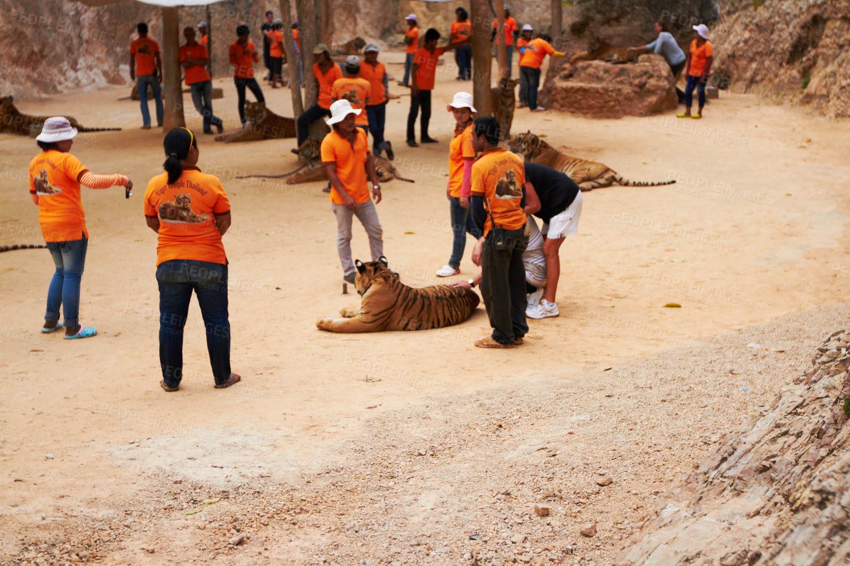 Buy stock photo Zoo, guards and people by tigers in nature relaxing for mystical entertainment at a circus. Jungle, exotic animals and group of trainers with big cats in outdoor sustainable conservation or sanctuary