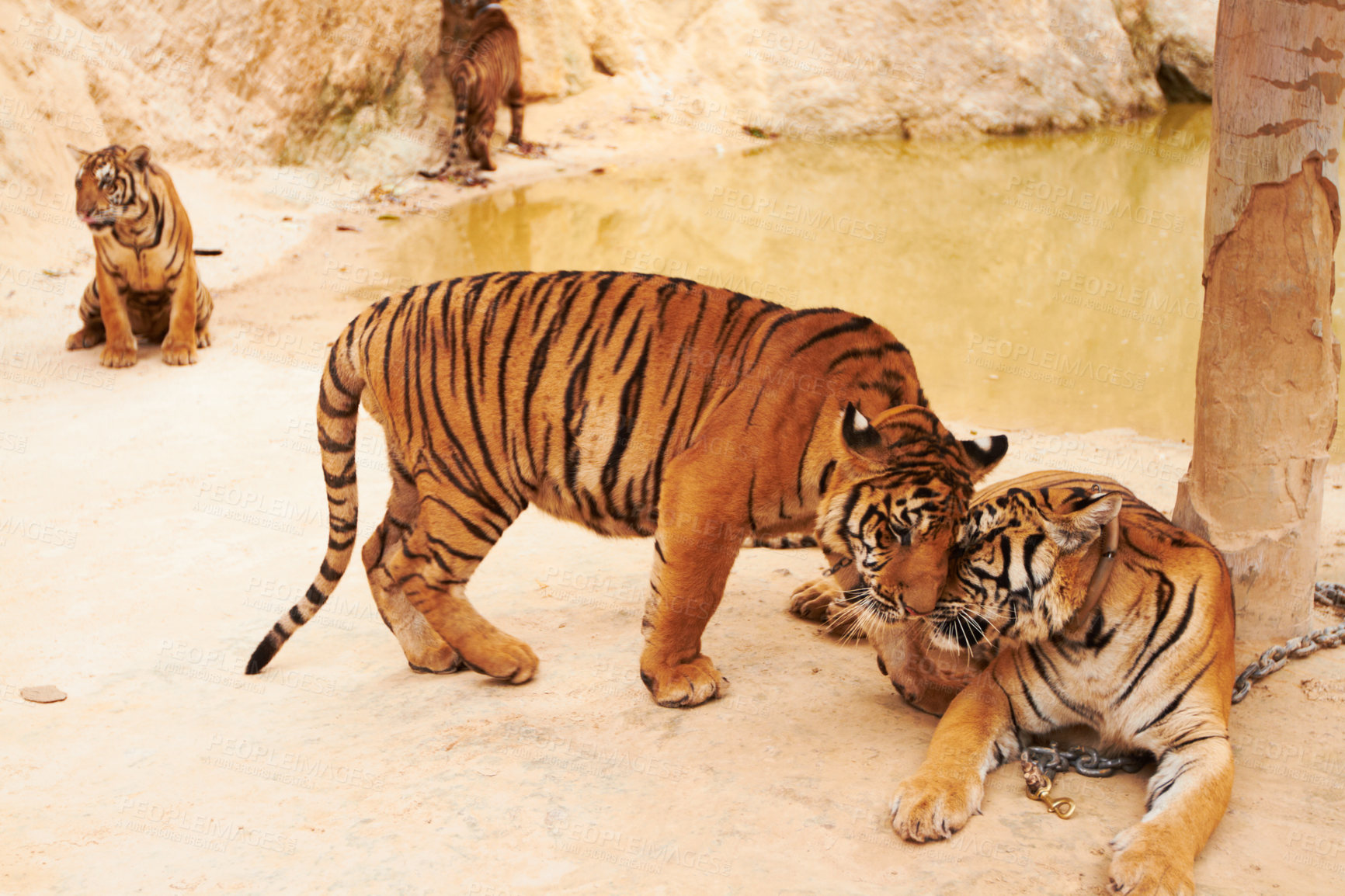 Buy stock photo Tigers playing on sand in nature by a zoo for majestic entertainment at a circus or habitat. Wildlife, wrestling and big cats exotic animals family fighting together in a desert or dune conservation.