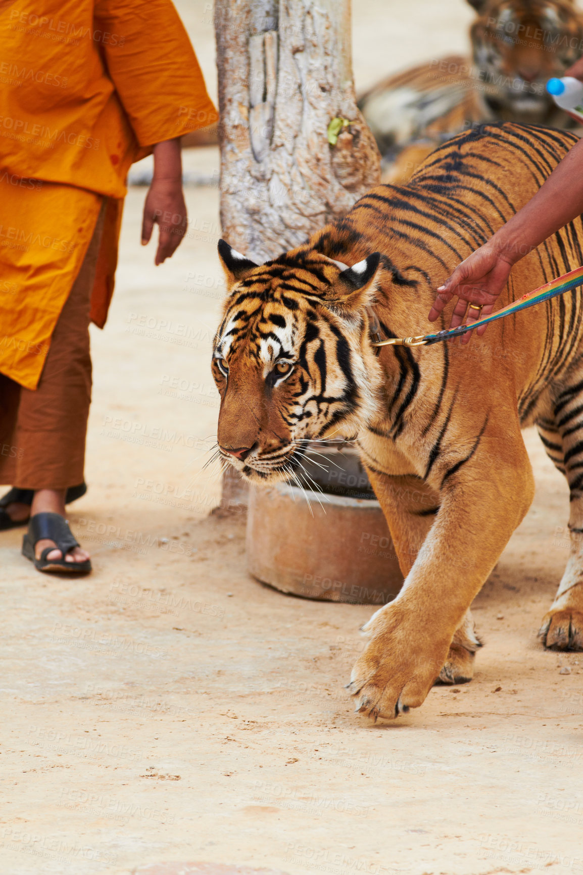 Buy stock photo Monk and trainer leading tiger by a leash at the Temple. A big stripe cat is getting trained by the monk. A Bengal Tiger with a belt is walking with his trainer with a tree in the background. 