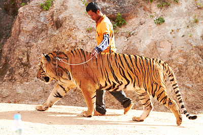 Buy stock photo Zoo, wildlife and man with a tiger for circus with a chain by a for majestic entertainment. Animal, feline and an exotic big cat walking with a male trainer in an outdoor habitat or conservation.