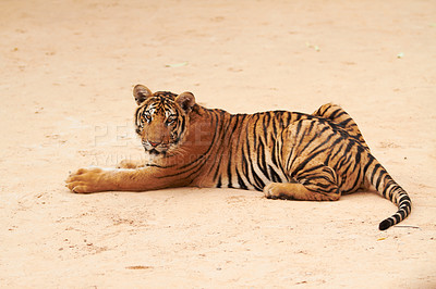 Buy stock photo Portrait of a resting tiger with copyspace. Animal laying around, being lazy and showing its unique stripes. A relaxing large animal from the cat family, known for its hunting skills, power and speed