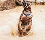 Majestic tiger jumping out of the water