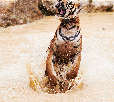 Buy stock photo Nature, animals and tiger playing in water at wildlife park with happy cub, splash and freedom in jungle. River, lake or dam with big cat, playful swimming and jumping at outdoor safari in Asian zoo