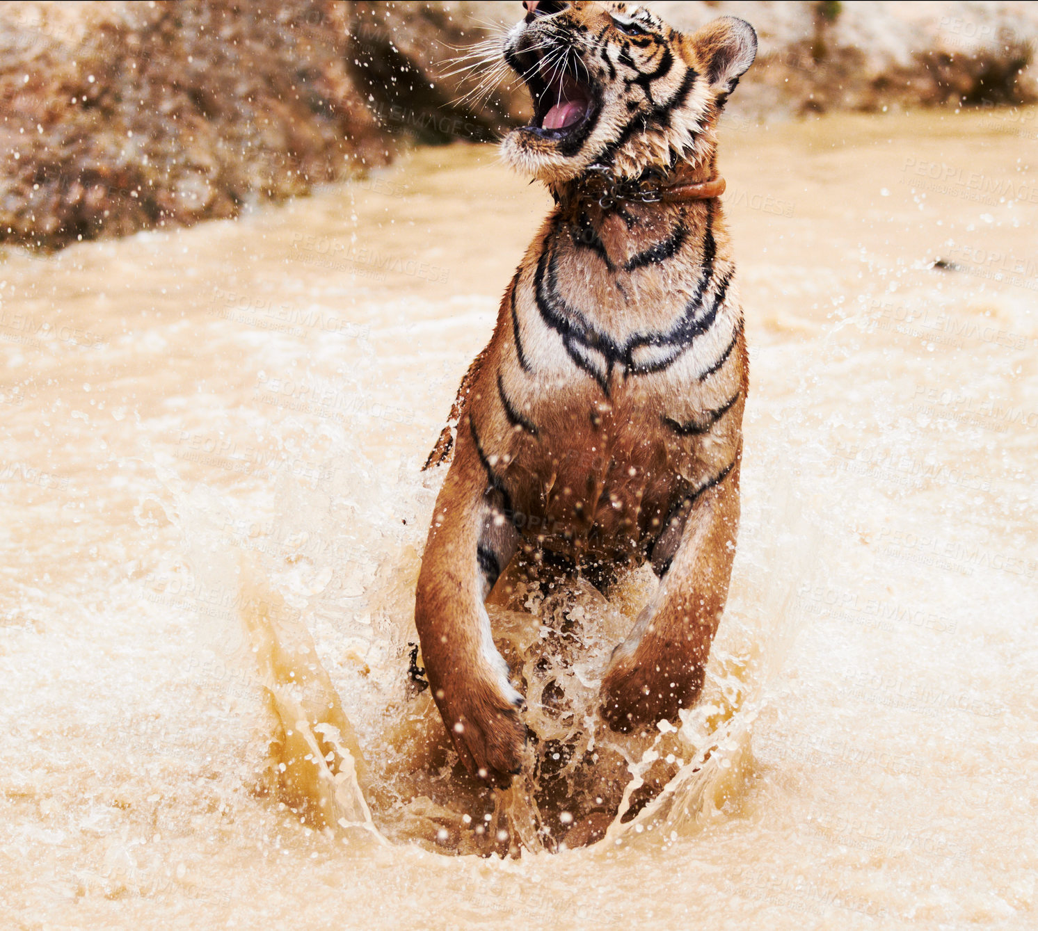 Buy stock photo Nature, animals and tiger playing in water at wildlife park with happy cub, splash and freedom in jungle. River, lake or dam with big cat, playful swimming and jumping at outdoor safari in Asian zoo