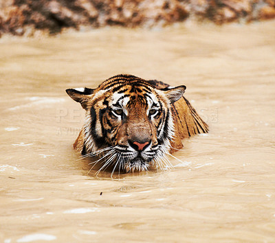 Buy stock photo Water, calm and tiger swimming in pond in nature by a zoo for majestic entertainment at a circus or habitat. Wildlife, peaceful and big cat exotic animal playing in dam in desert or dune conservation