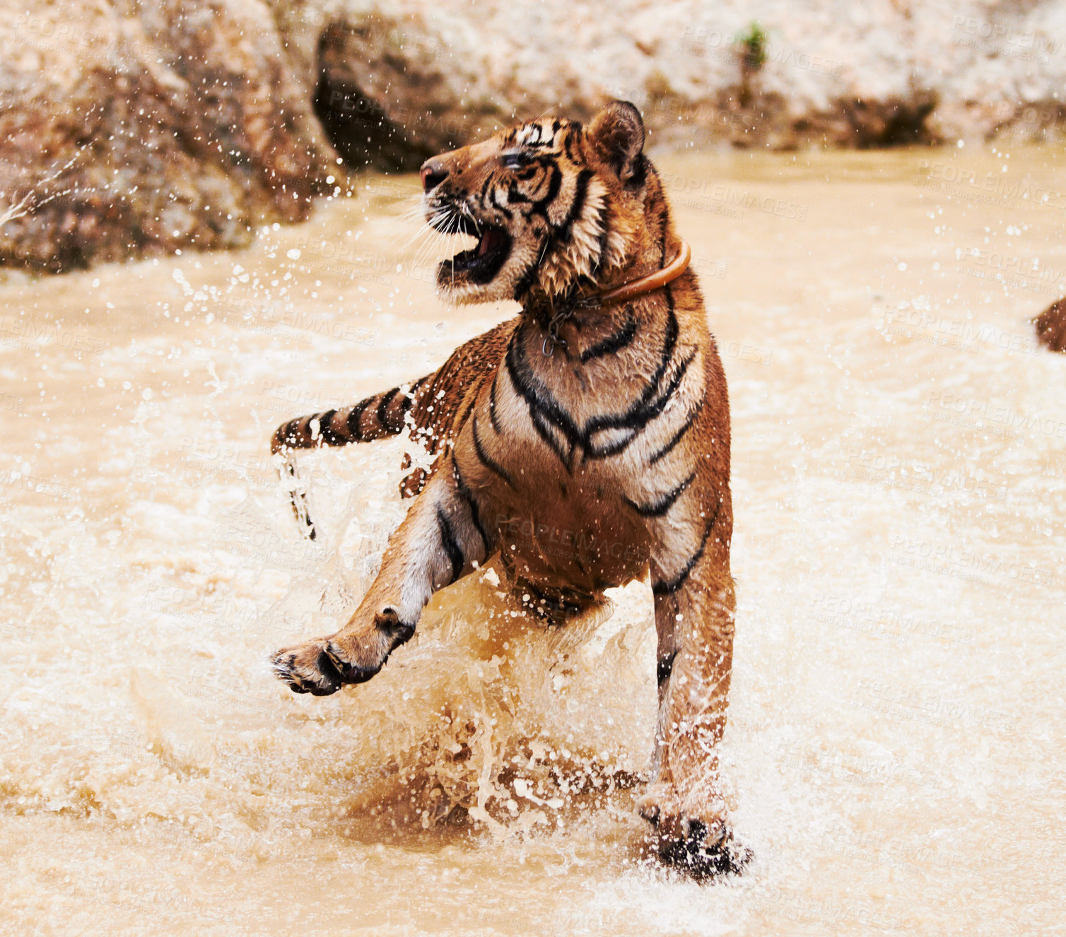 Buy stock photo Tiger playfully splashes around in the water