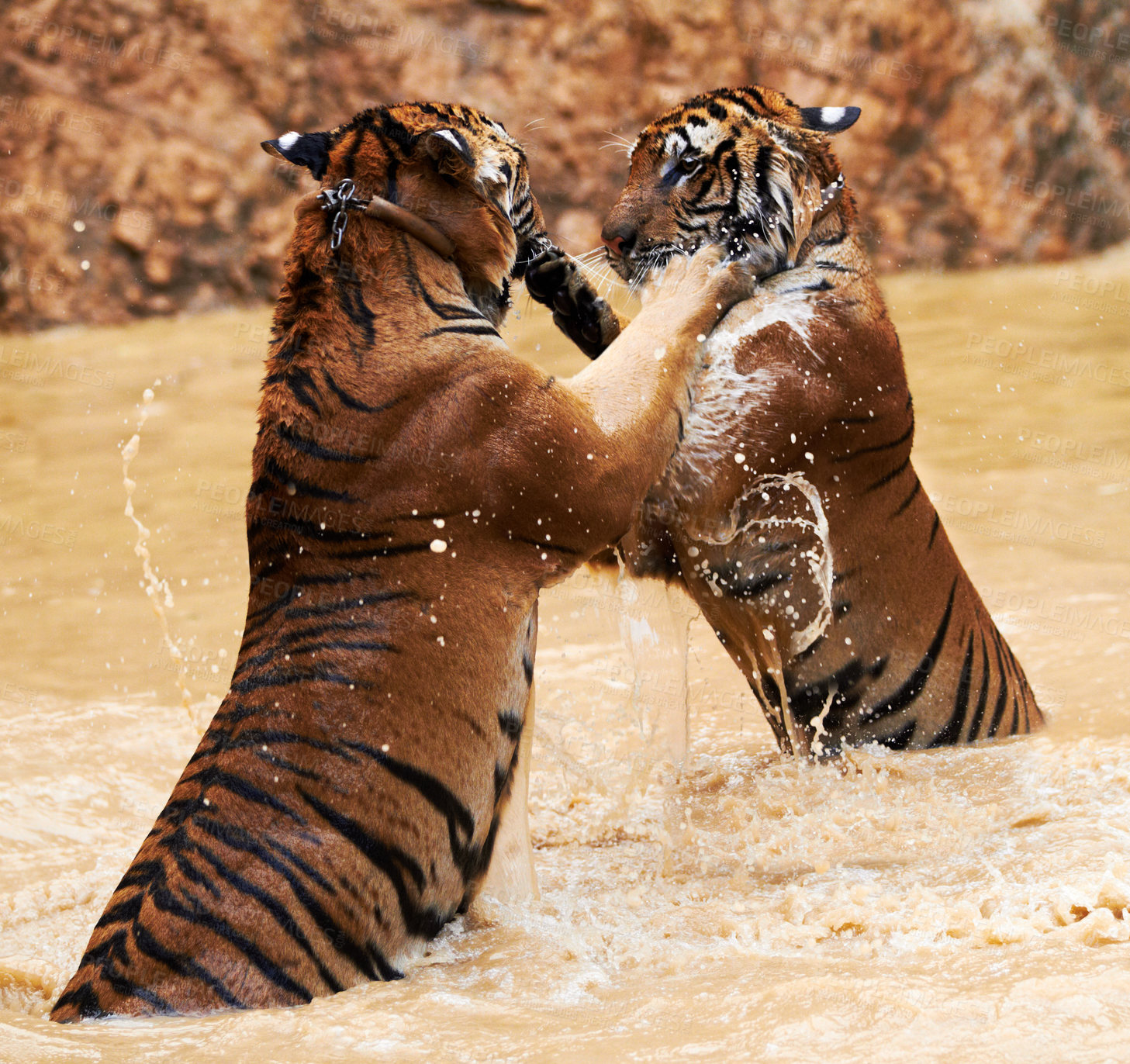 Buy stock photo Nature, animals and tiger fight in lake with playful jump in mud, fun and endangered wildlife safari. Asian big cats playing together in park, river or water in Thailand, outdoor action and power.