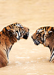 Tigers in the water facing eachother
