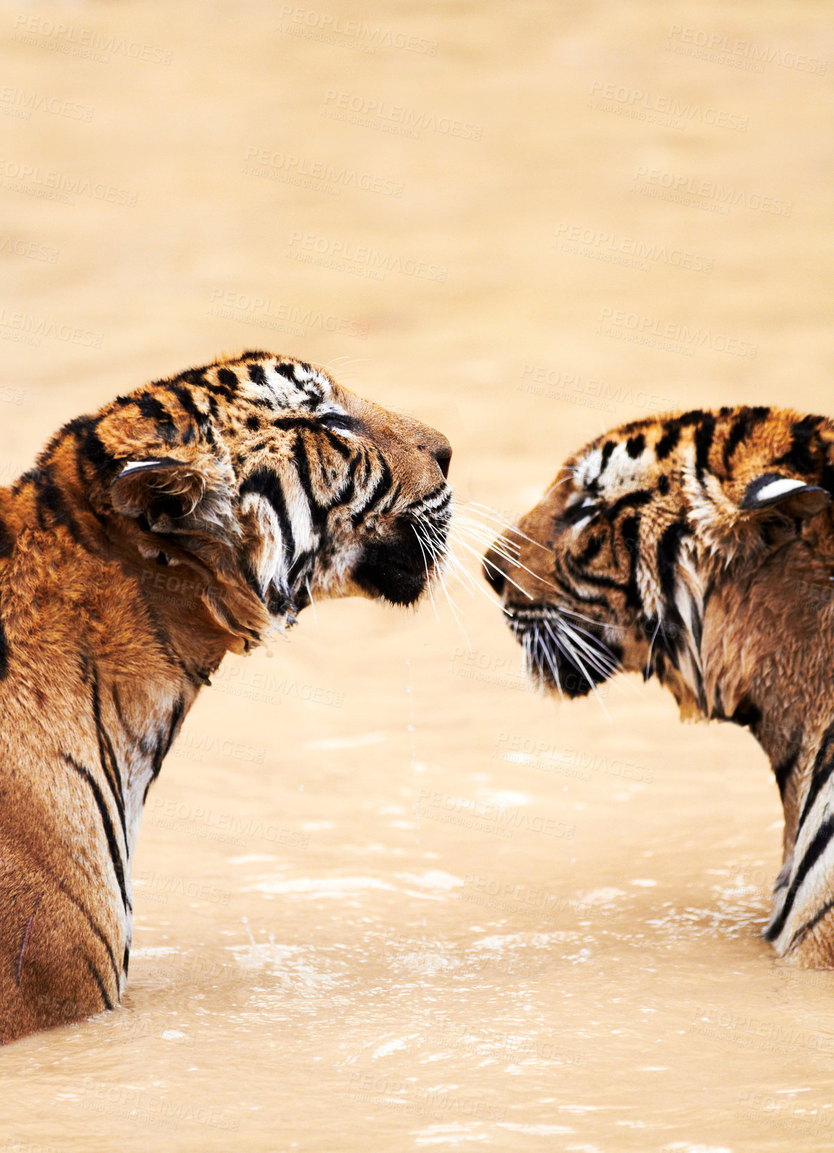 Buy stock photo Nature, animals and tiger kiss in water at wildlife park with love, playing and freedom in jungle. River, lake or dam with playful big cat couple swimming on sustainable safari in Asian zoo together.