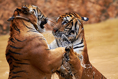 Buy stock photo Nature, animals and tiger fight in water at wildlife park with fun, playing and freedom in jungle. River, lake or dam with playful big cats swimming, jumping and outdoor pool in Asian zoo together.