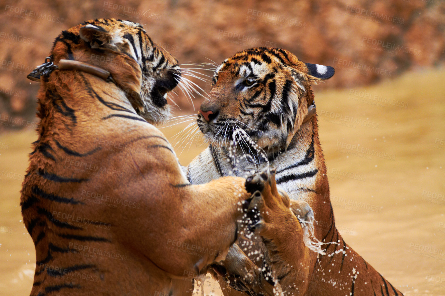 Buy stock photo Nature, animals and tiger fight in water at wildlife park with fun, playing and freedom in jungle. River, lake or dam with playful big cats swimming, jumping and outdoor pool in Asian zoo together.