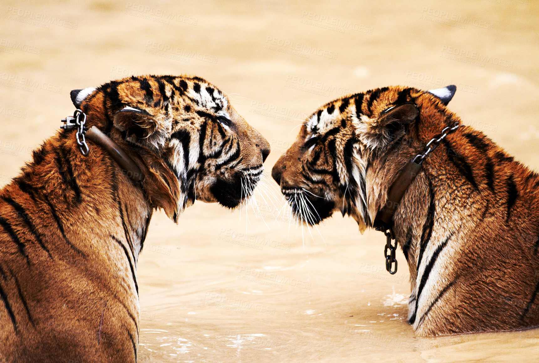 Buy stock photo Nature, big cats and tiger kiss in water at wildlife park with love, playing and freedom in jungle. River, lake or dam with playful animals swimming in outdoor pool at safari in Asian zoo together.