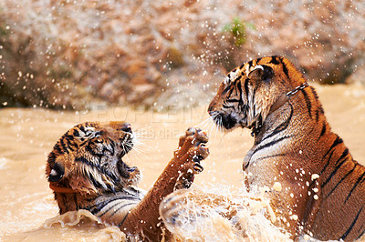 Buy stock photo Two tigers playfully fighting in the water. Animals in the wild attacking one another for dominance or territory. Tigers playing with each other outside in a river in their natural habitat