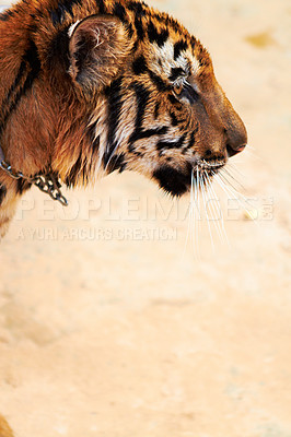 Buy stock photo Zoo, tiger and animal outdoor in nature or park for conservation of safari with stripes or pattern on face. Wild, cat and travel in Indonesia, jungle or veterinary sanctuary for safety of predator