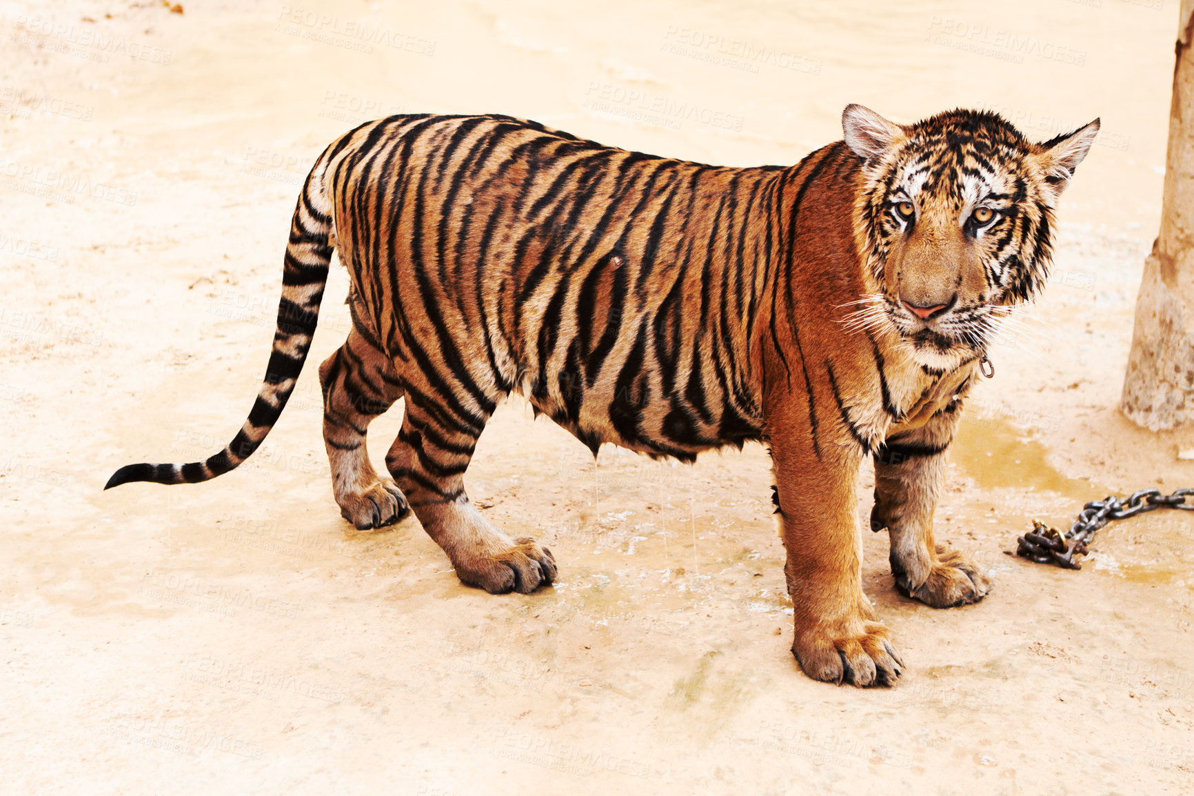 Buy stock photo Zoo, tiger and animal outdoor in nature or park for conservation of animal with stripes or pattern on face. Wild, cat and travel to Indonesia, jungle or veterinary sanctuary for health of predator