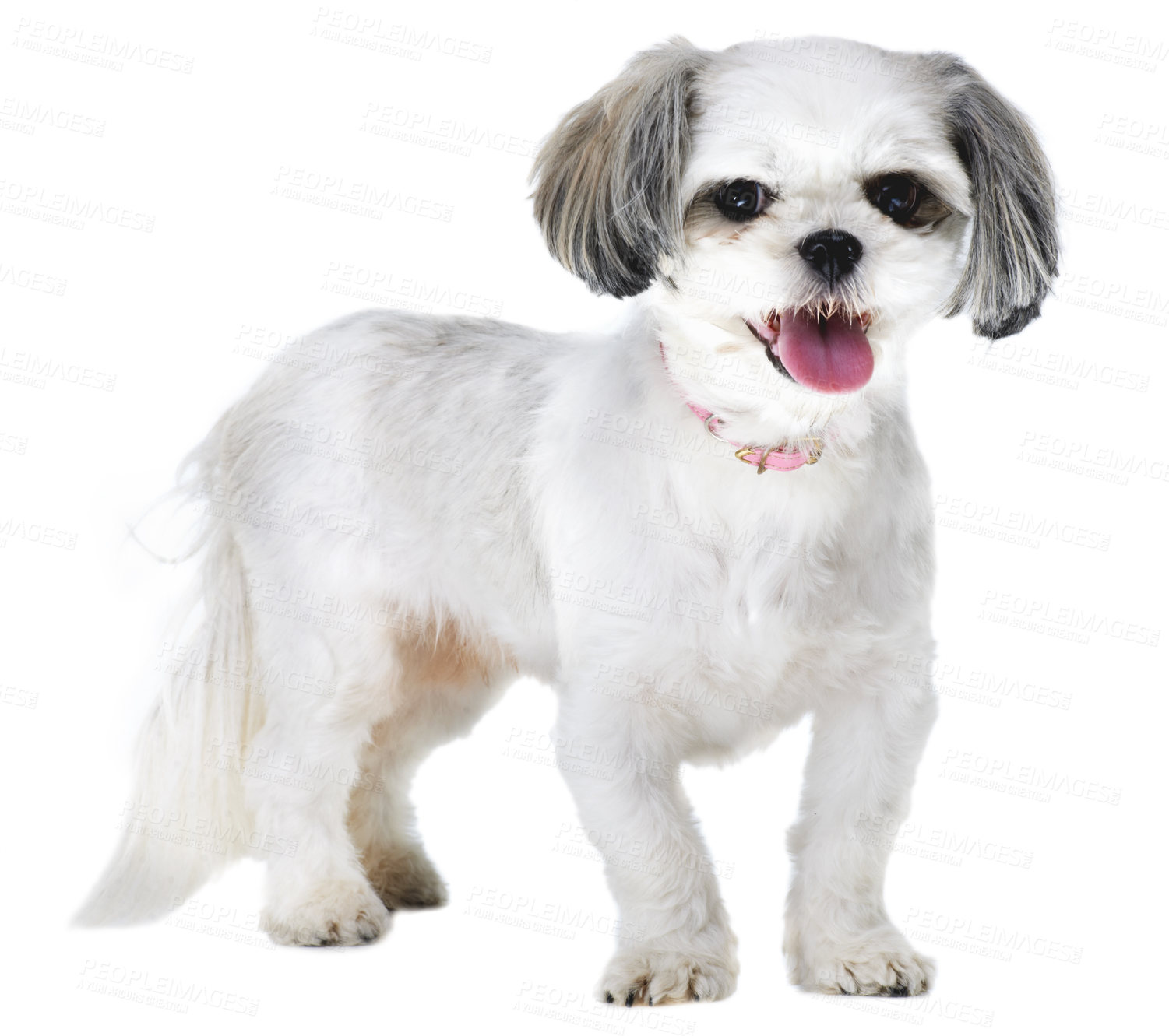 Buy stock photo Animal, pet and portrait of dog on a white background for puppy, playing and fun in studio. Pets, mockup and isolated fluffy, adorable and cute Lhasa apso with happiness, adoption and health