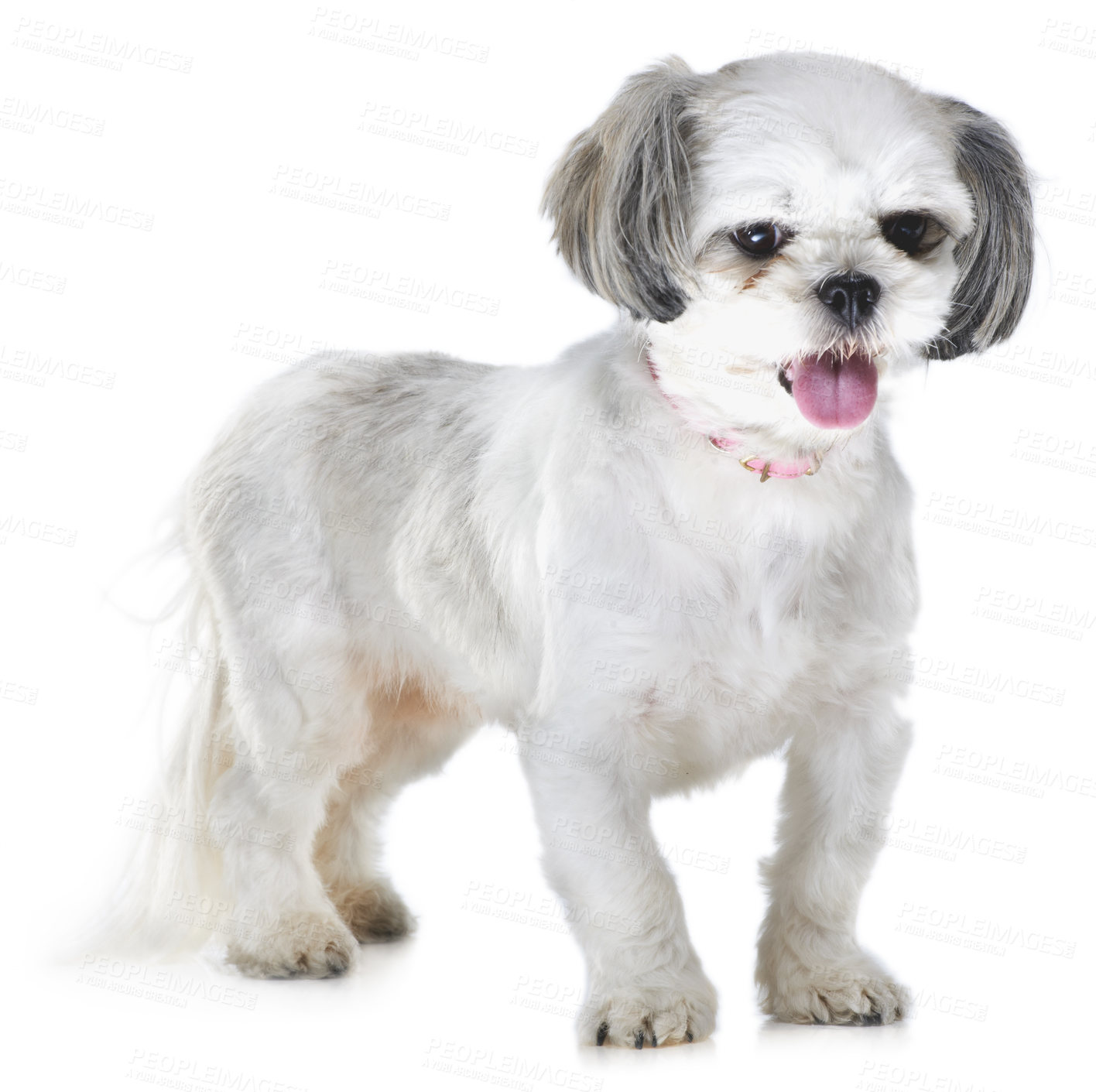 Buy stock photo Animal, pet and dog on a white background for adoption, playing and walking in studio. Domestic pets, vet mockup and isolated fluffy, adorable and cute Lhasa apso with tongue out, freedom and health