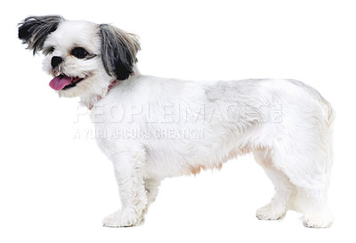 Buy stock photo Animal, pet and happy dog on a white background in studio for friendship, adoption and fun. Domestic pets, mockup and isolated fluffy, adorable and cute Lhasa apso with energy, freedom and health