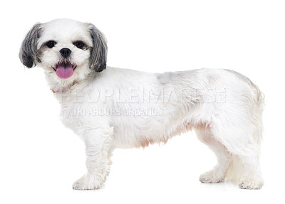 Buy stock photo Studio shot of an adorable lhasa apso puppy isolated on white