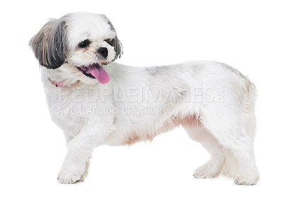 Buy stock photo Animal, pet and dog on a white background in studio for best friend, playing and walking. Domestic pets, mockup and isolated fluffy, adorable and cute Lhasa apso with happiness, puppy and health