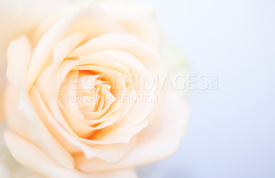 Buy stock photo Closeup of a soft coloured Tea rose against a blue background with copyspace. One flowerhead with soft patterns and details. Beautiful rose to be used as a proposal, apology, celebration or a gift 