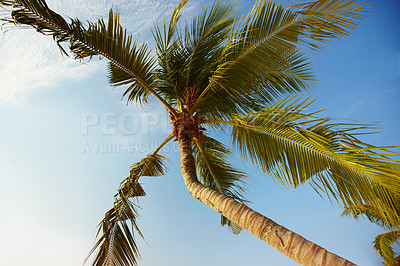 Buy stock photo A tall palm tree in the Maldives with lush leaves growing in the clear summer sky and clouds in the background. Low angle, calm and quiet tree on an island with the tropical warm weather climate