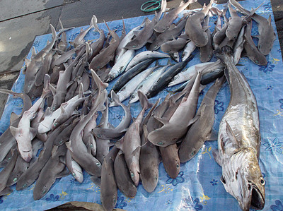 Buy stock photo Freshly caught sharks lying on a wet cloth at the pier after a fishing day. Dead fish for sale at a seafood market. Fishermen showing and selling their catch in a fishing village. 