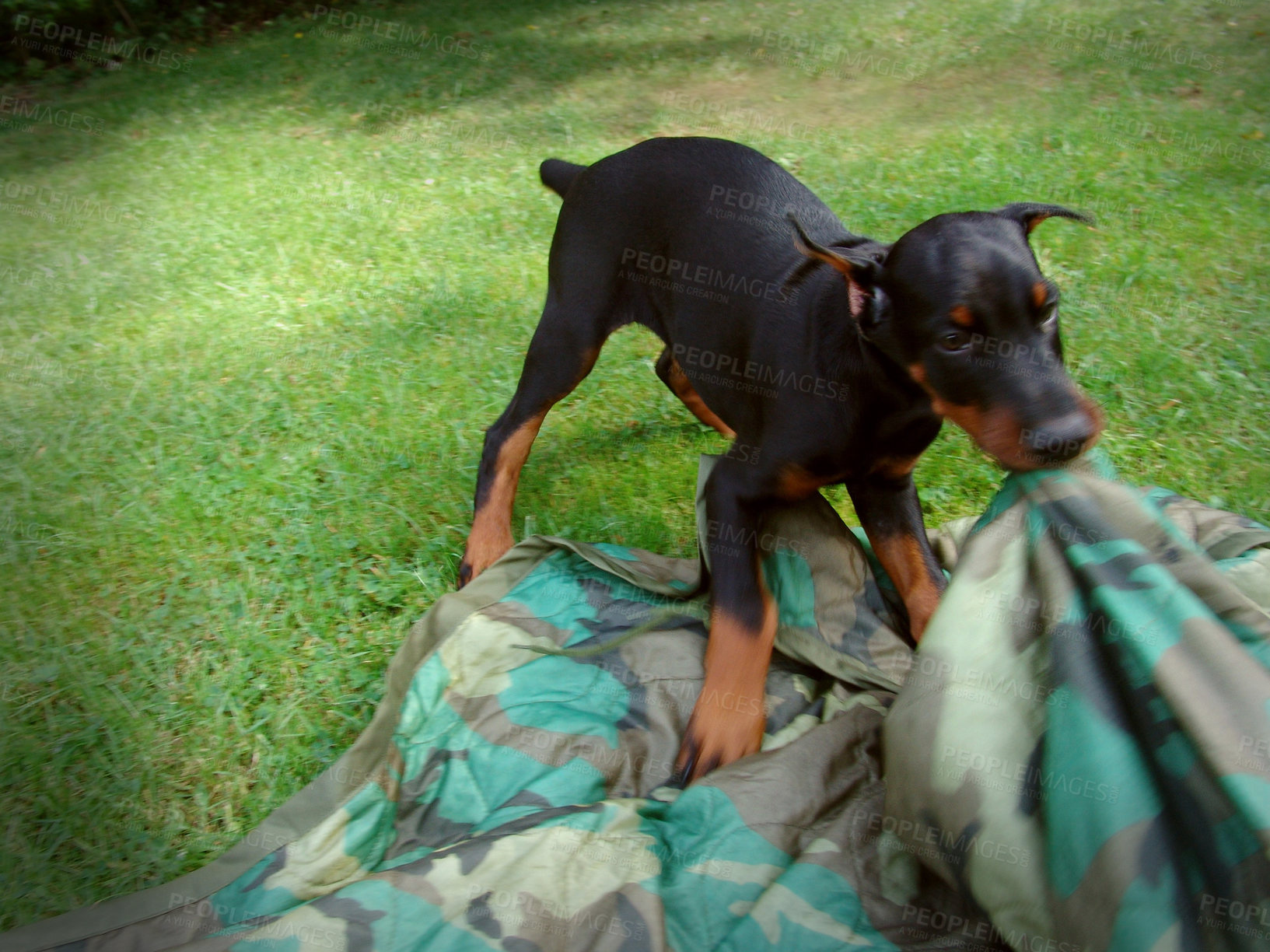 Buy stock photo playful Doberman puppy biting and pulling on a blanket outside in the garden. Domestic animal and pet playing and tugging on duvet. One small cute purebred dog in the backyard at home