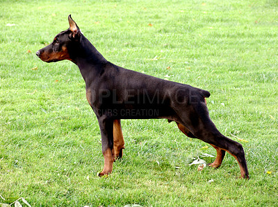 Buy stock photo A Doberman dog standing on a lawn or cut green grass at outdoor park. One big focused service or watchdog standing on alert with its ears up on a field. A loyal black domesticated pet looking serious