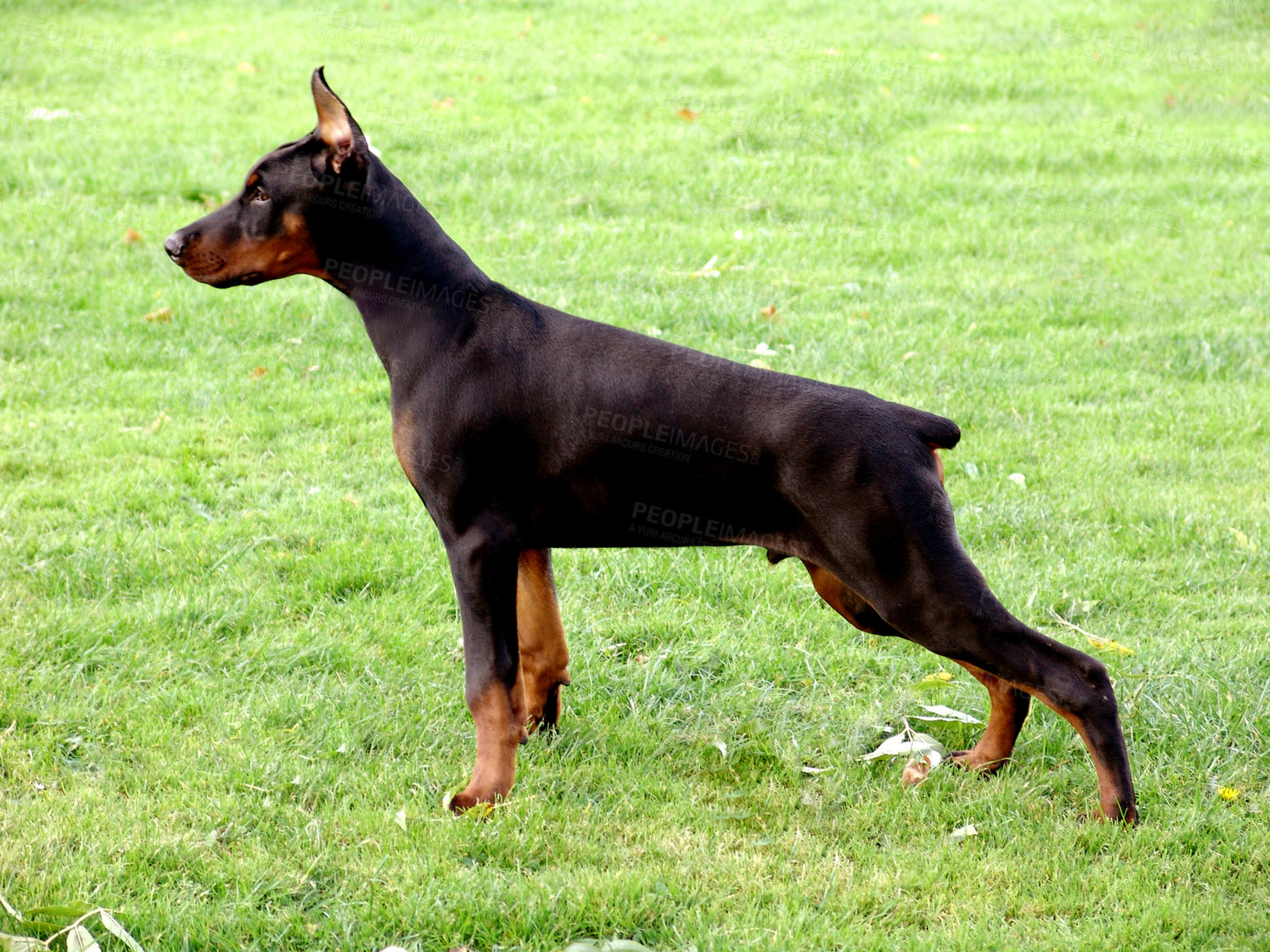 Buy stock photo A Doberman dog standing on a lawn or cut green grass at outdoor park. One big focused service or watchdog standing on alert with its ears up on a field. A loyal black domesticated pet looking serious