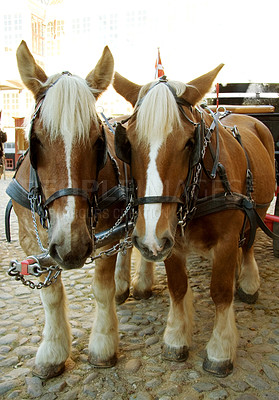 Buy stock photo Walking, horses and travel with vintage carriage in for medieval town, parade or transport on street. Pony, animals and trekking transportation on horse chariot vehicle on wheels or cobblestone road