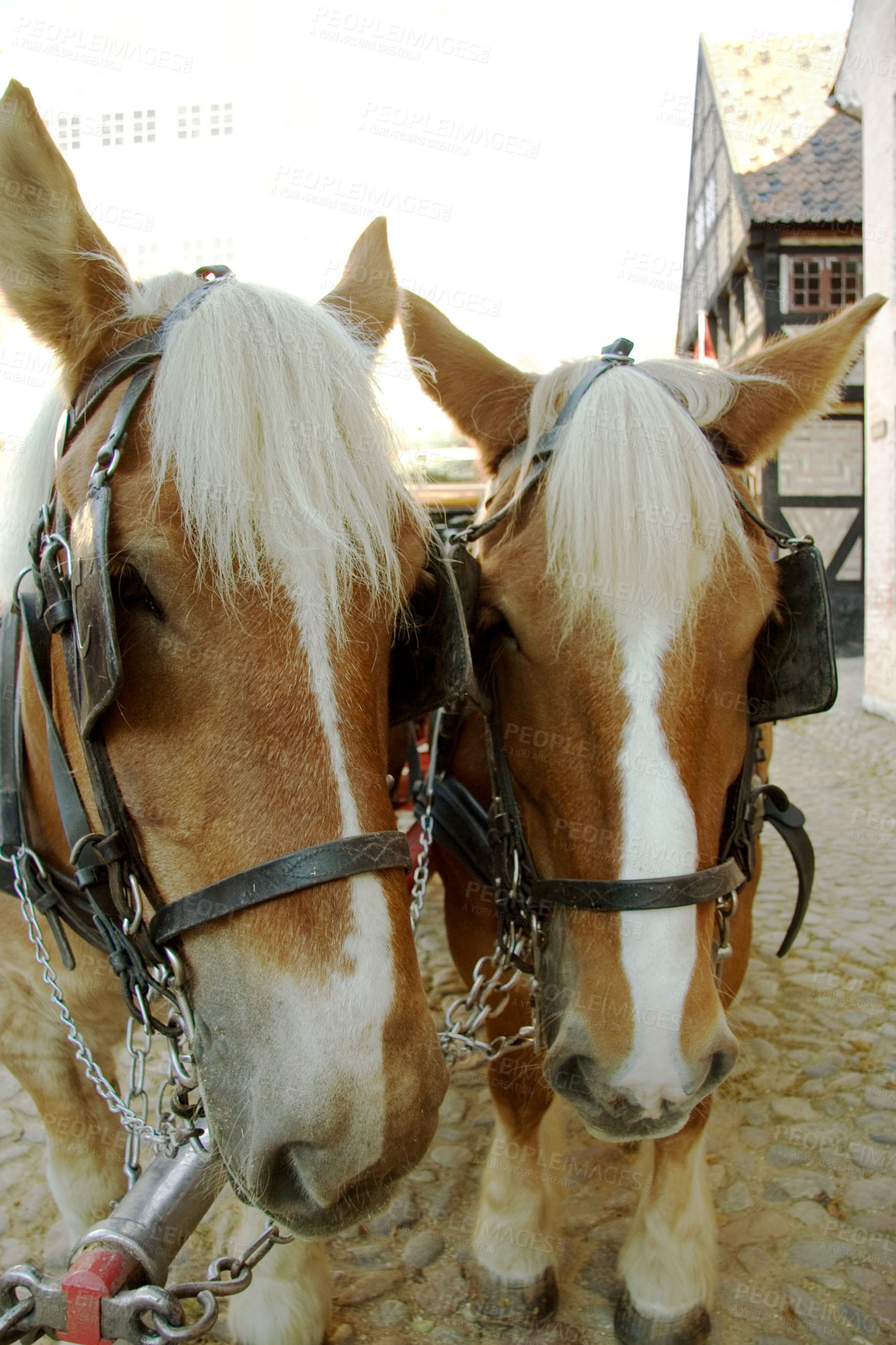 Buy stock photo Horses, walking and face outdoor with bridle for carriage in medieval town, parade or transport on street. Pony, animals and trekking transportation on chariot vehicle with horse on cobblestone road