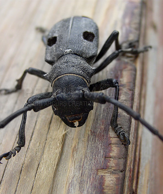 Buy stock photo Close up shot of a large black beetle on a piece of wood