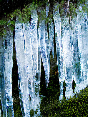Buy stock photo Icicles, plant and moss on cliff outdoor in nature, waterfall and mountain ecology in winter. Frozen ice hanging on green  landscape, melting crystal and natural snow covering environment in Europe