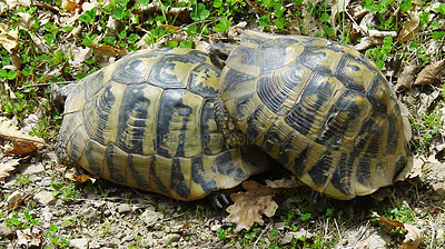 Buy stock photo Tortoise mating, nature and grass outdoor at reptile park, conservation or endangered species on ground. Turtle sex, garden or field in bush, forest or animal for generation, reproduction or health