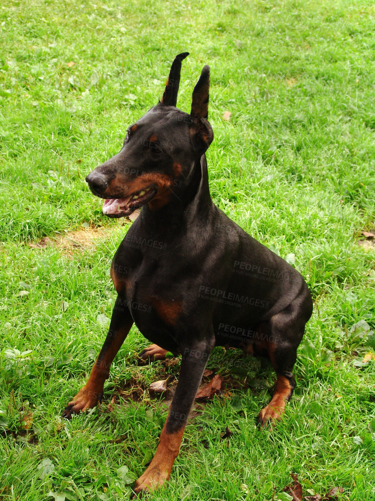 Buy stock photo Training, dog and doberman sitting on grass, lawn or green background with happiness in garden. Teaching, animal and happy pet learning a trick, behaviour or command to stay in backyard or nature