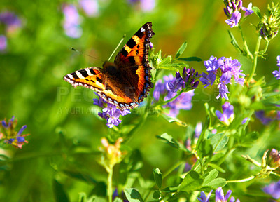 Buy stock photo Butterfly, plant and nature in environment, resting on flower in park, garden and meadow. Insect, ecosystem and sustainability in pollen growth, natural and closeup of ecology, beauty and rainforest
