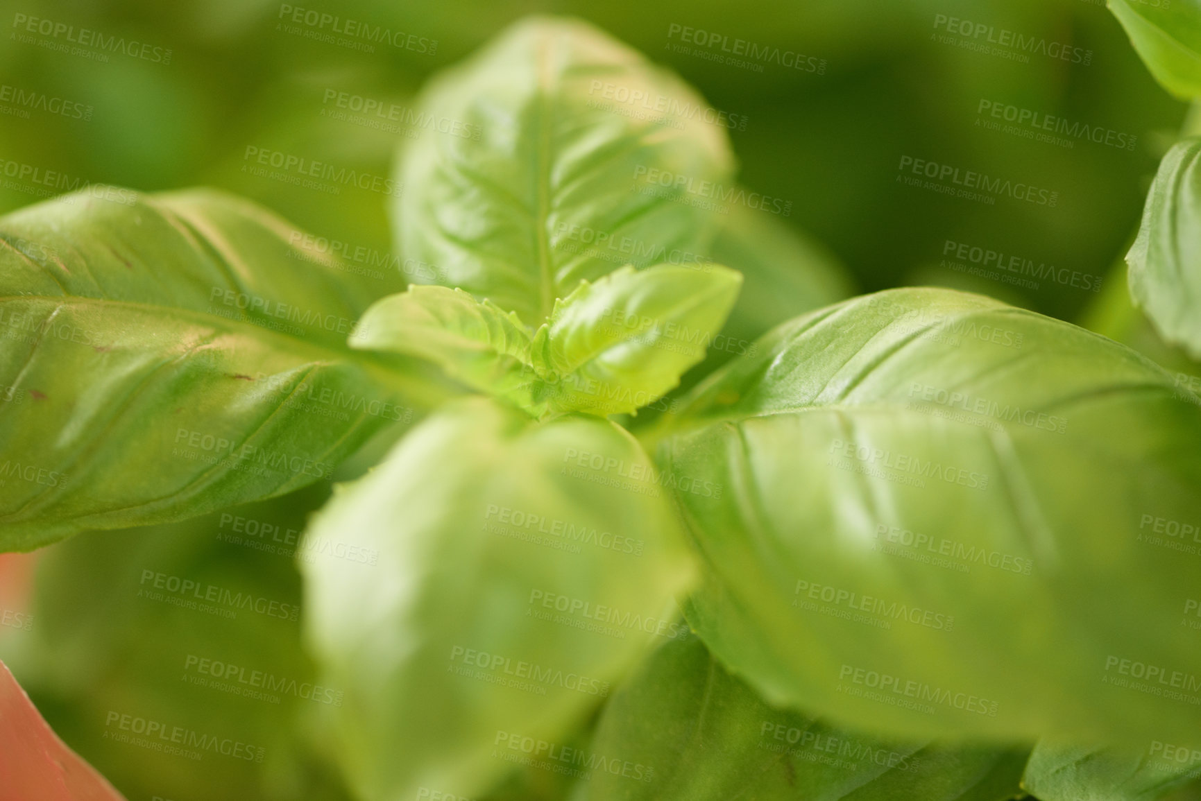 Buy stock photo Green, leaves and closeup of plant, landscape and environment with nature background and Spring. Earth, growth and leaf with forest, ecology and sustainability, eco friendly and outdoor garden 