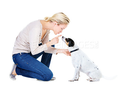 Buy stock photo Woman, training and studio with dog or jack russell for silence, learning and care by white background. Girl, animal or pet puppy with teaching, discipline and loyalty on floor for domestic education