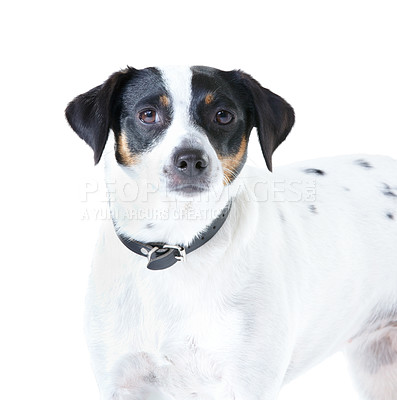 Buy stock photo Jack Russell dog, studio closeup and white background for pet care, healthy or isolated with wellness. Canine animal, puppy and face with natural fur coat with rescue for safety, pedigree or adoption