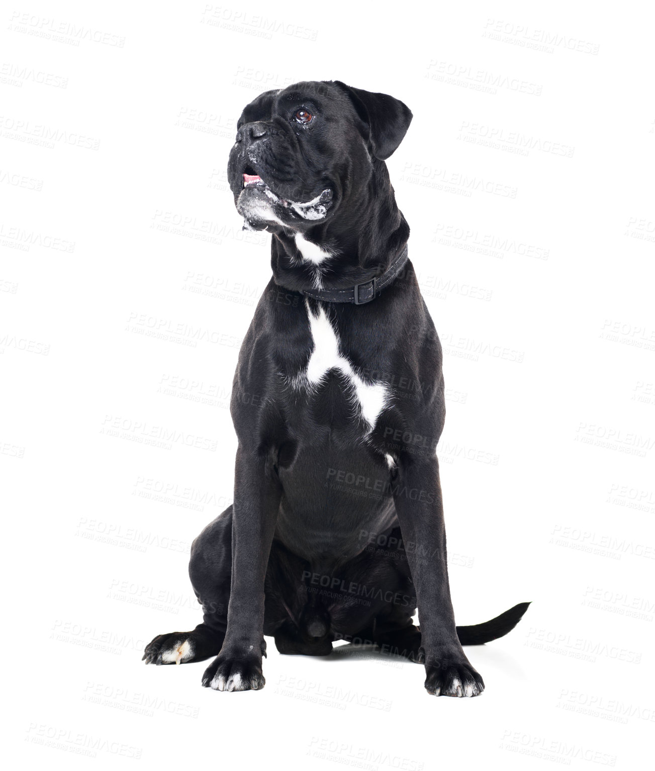 Buy stock photo Closeup of a black dog wearing a collar isolated against white studio background. Copy space, a purebred boxer canine standing alone looking cute and curious. Well behaved and loyal canine waiting
