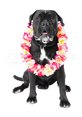 Buy stock photo Flowers, pet and dog in a studio for playing, training or teaching with equipment for motivation or reward. Positive, lei and black puppy animal sitting with floral necklace by white background.