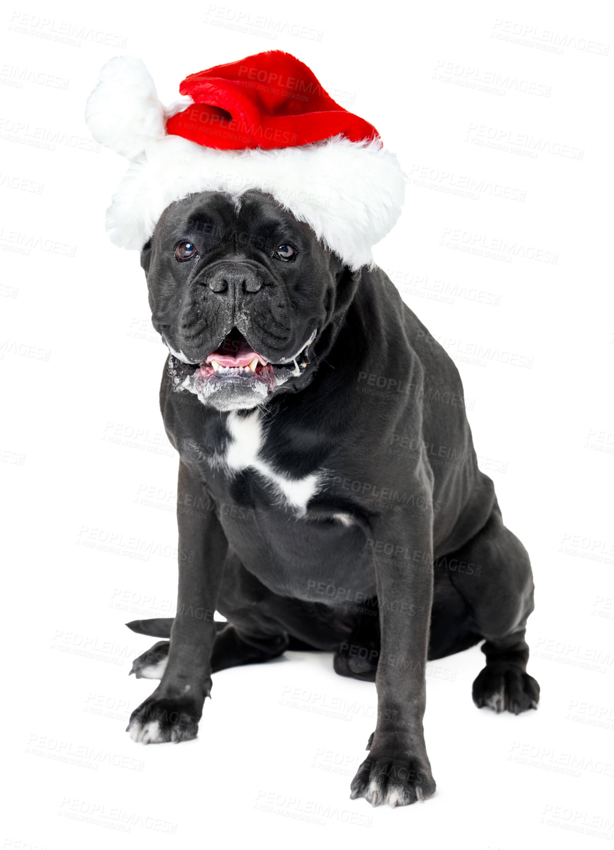 Buy stock photo A Boxer wearing a Santa hat