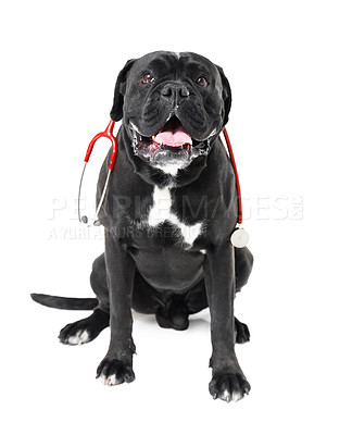 Buy stock photo A Boxer with a stethoscope around it's neck