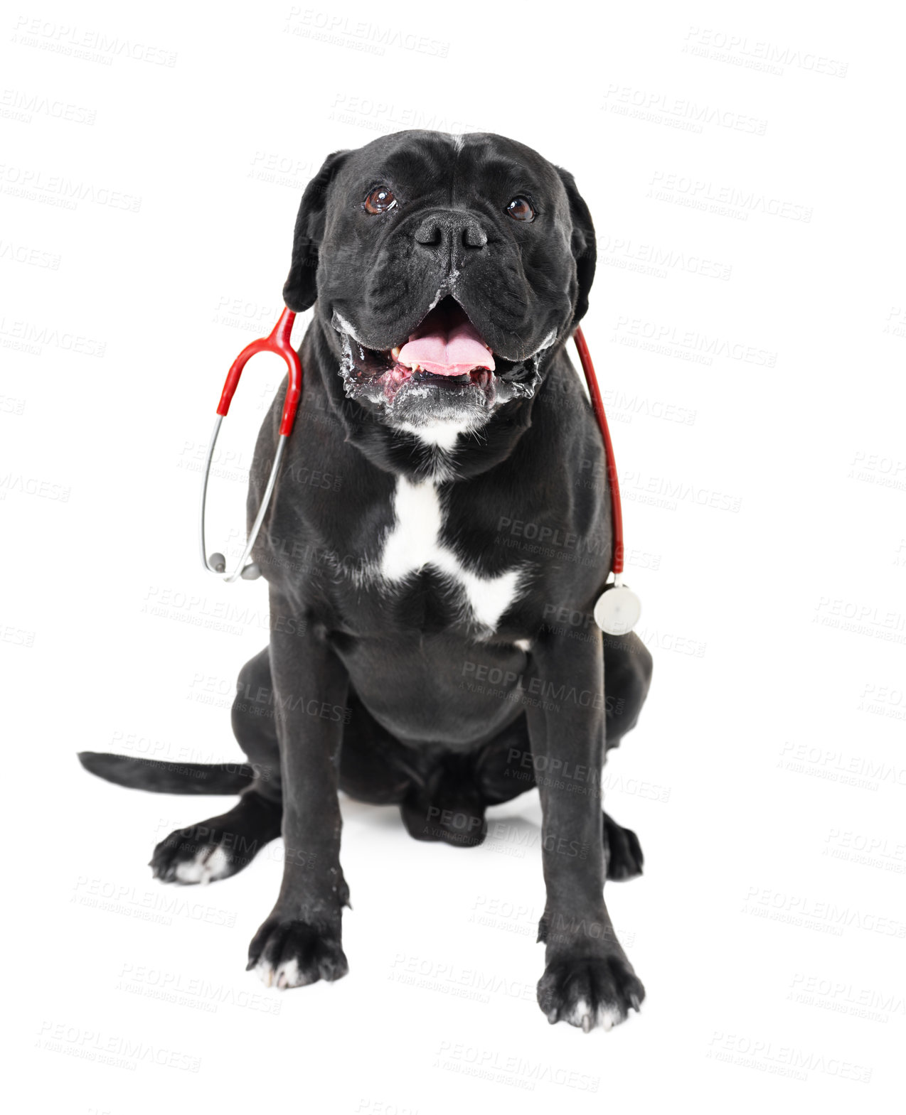 Buy stock photo A Boxer with a stethoscope around it's neck