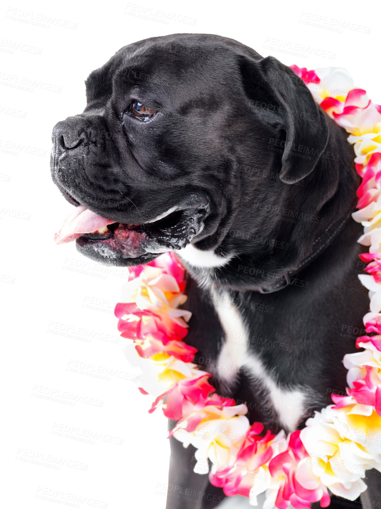Buy stock photo Flowers, pet and dog in studio for playing, training or teaching with equipment for motivation or reward. Positive, hawaiian lei and black puppy animal sit with floral necklace by white background.