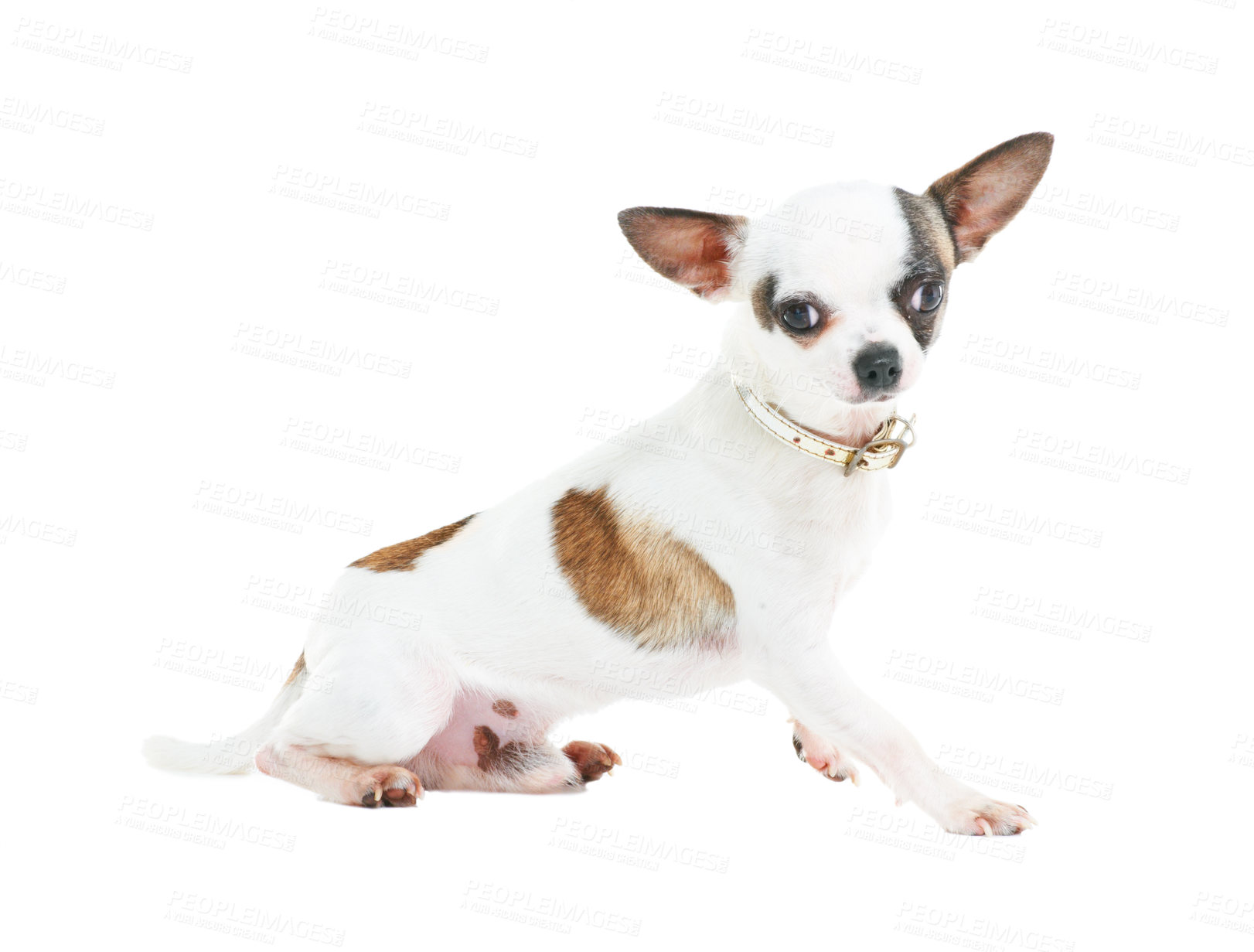 Buy stock photo Portrait of a Chihuahua sitting against white background.  Posh and cute little brown and white dog with a collar posing. One loyal purebred miniature puppy or well trained domesticated pet in studio