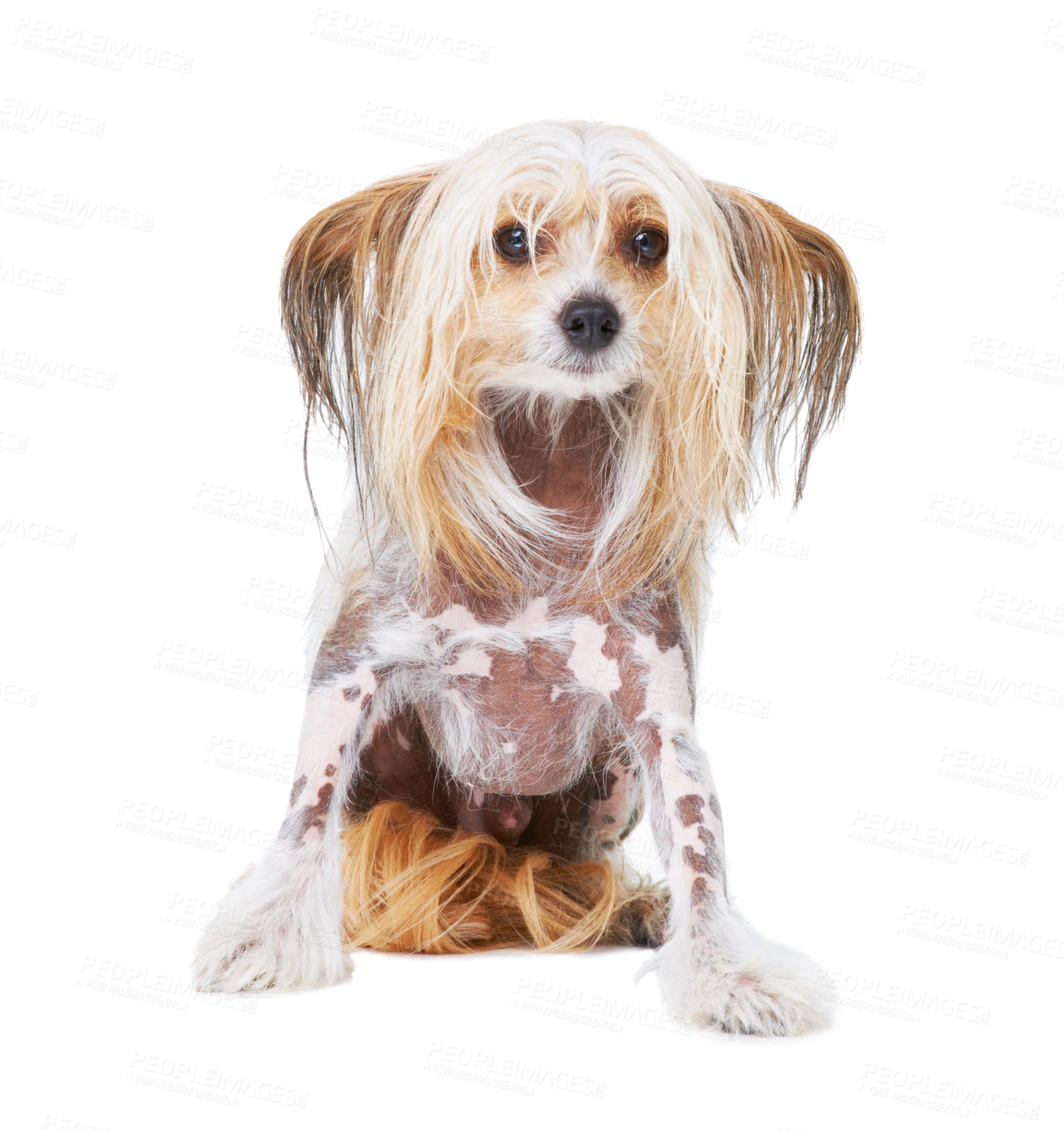 Buy stock photo Chinese Crested dog, studio and white background for pet care, health and isolated by wellness. Canine animal, puppy and face with natural fur coat with rescue for safety, pedigree and adoption